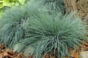 Festuca valesiaca Buddy Blue